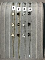 Çelik Kelebek Bileklik